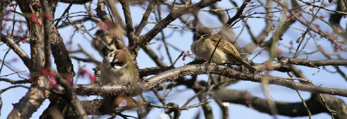 flower&bird